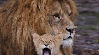 lion with cub wallpaper