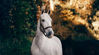 white horse 4k wallpaper
