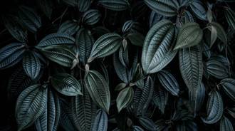 dark plant desktop wallpaper
