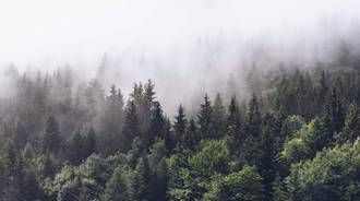 cloudy forest wallpaper
