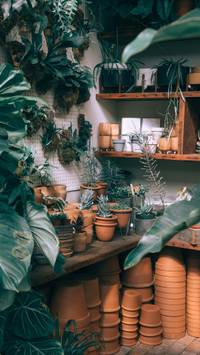 potted plant wallpaper