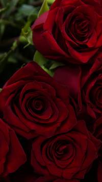 red roses iPhone wallpaper