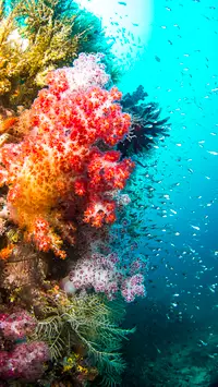iPhone coral reef wallpaper