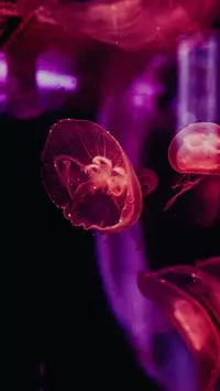 jellyfish phone wallpaper