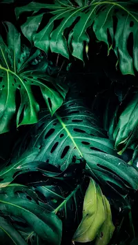 green leaves phone wallpaper