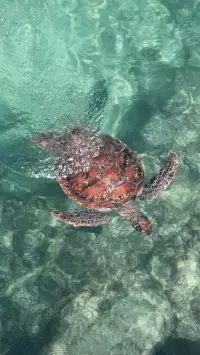 preppy turtles wallpaper