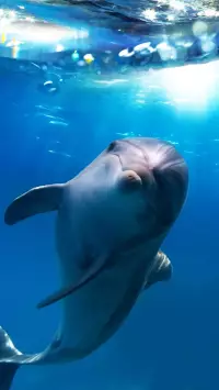 iPhone dolphin wallpaper