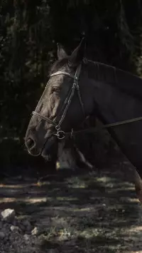 4k dark horse wallpaper