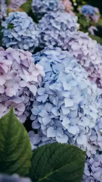 Hydrangea phone wallpaper