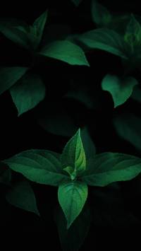 green oled wallpaper