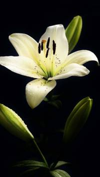 one flower iPhone wallpaper