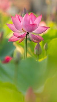 Lotus flower phone wallpaper