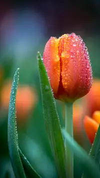 real flower wallpaper