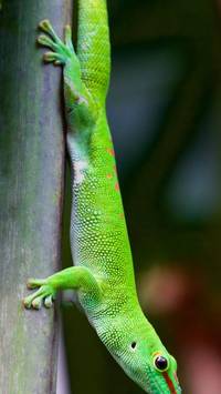 gecko phone wallpaper