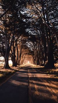 tree tunnel wallpaper