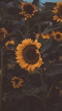 pretty iPhone 11 wallpaper