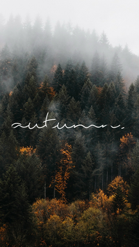autumn rainy forest wallpaper