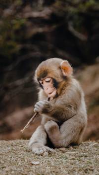 cute baby monkeys wallpaper