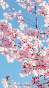 Cherry Blossom iPhone wallpaper