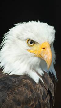 eagle face wallpaper