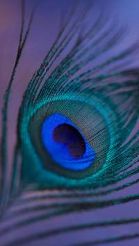 peacock feather iPhone wallpaper