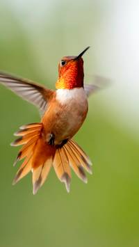 pretty birds wallpaper