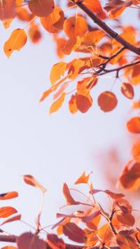 aesthetic autumn phone wallpaper