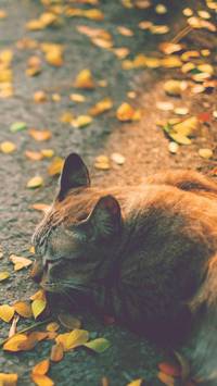 aesthetic cat autumn wallpaper