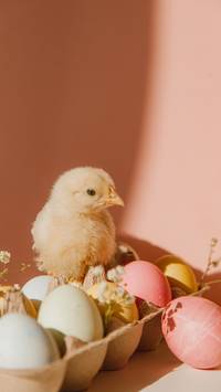 aesthetic Easter egg wallpaper