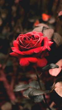 gorgeous rose wallpaper