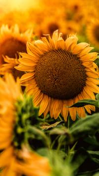 sunflower HD wallpaper