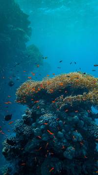 ocean reef wallpaper