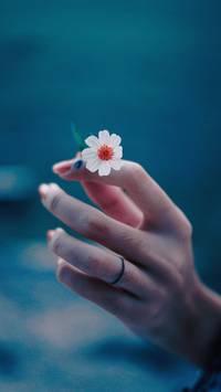 mobile HD flower wallpaper