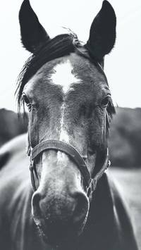 horse iPhone wallpaper