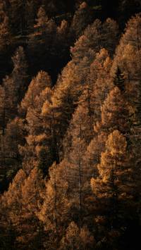 brown autumn forest wallpaper
