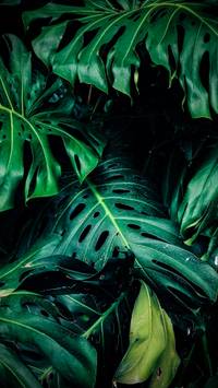 green leaves phone wallpaper