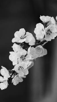 black and white cherry blossom wallpaper