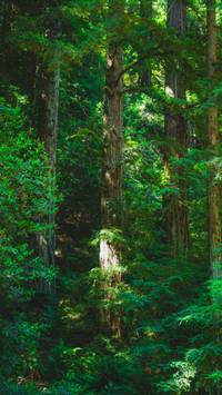 lush forest wallpaper