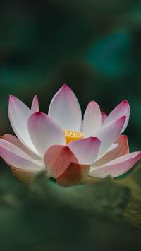Lotus flower iPhone wallpaper