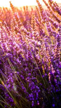 lavender field iPhone wallpaper