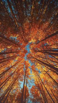 autumn iPhone 4k wallpaper