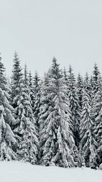 winter pine snow trees wallpaper