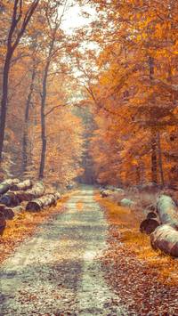 aesthetic nature autumn wallpaper