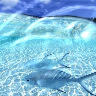 Live HD wallpaper for PC