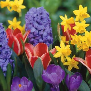 Wallpaper spring flowers