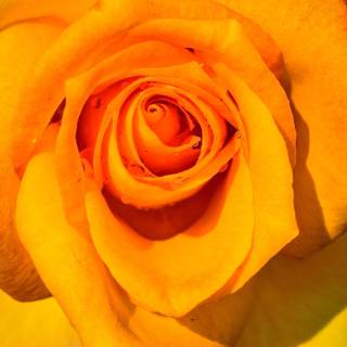 Wallpaper yellow rose