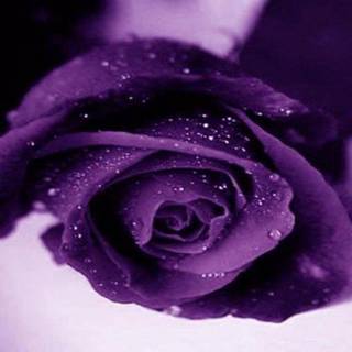 Free pictures of purple roses