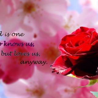 Roses desktop background