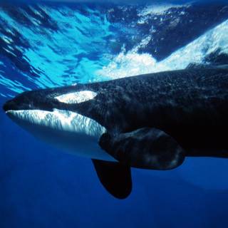 Orca whale wallpaper