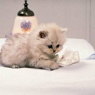 Cute cat backgrounds